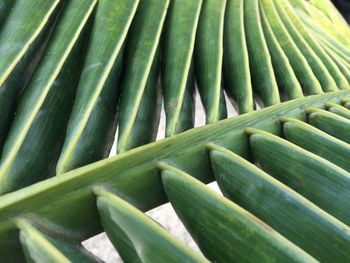 Detail shot of green leaves