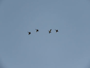 Low angle view of birds flying in sky