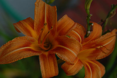 Close-up of orange flower