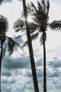 Low angle view of coconut palm tree against sky