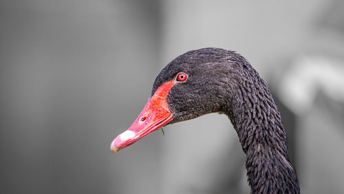 A black swan