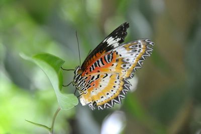 Butterfly on leaf