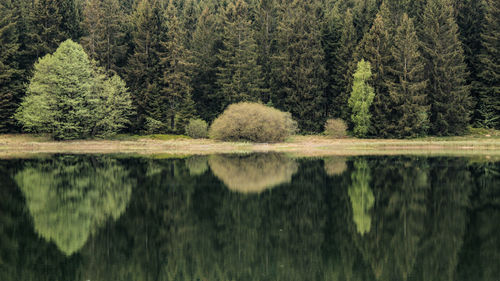 Scenic view of lake in forest