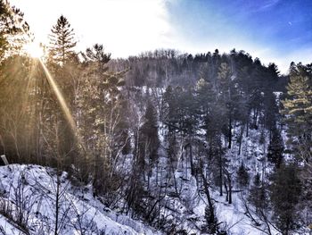 Trees in forest during winter