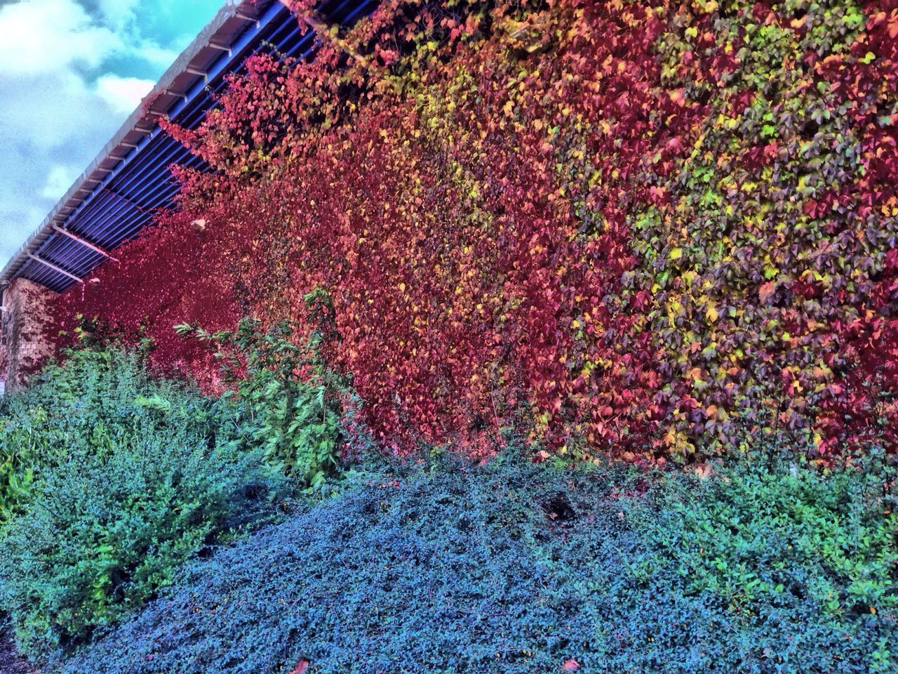 red, growth, built structure, plant, tree, architecture, nature, day, high angle view, outdoors, low angle view, building exterior, railing, grass, steps, no people, steps and staircases, beauty in nature, sky, autumn