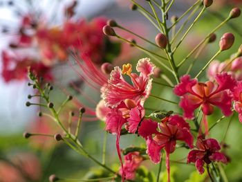 Close-up of pink flowering plant