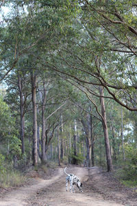 View of horse cart on road amidst trees in forest