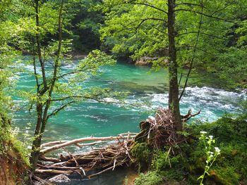 Scenic view of lake in forest