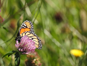 Close-up of butterfly pollinating on flower