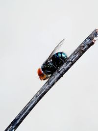 Close-up of butterfly over white background