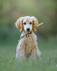 Portrait of dog on field