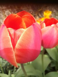 Close-up of pink tulip