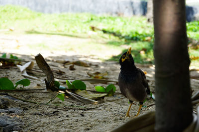 Close-up of bird perching on a plant