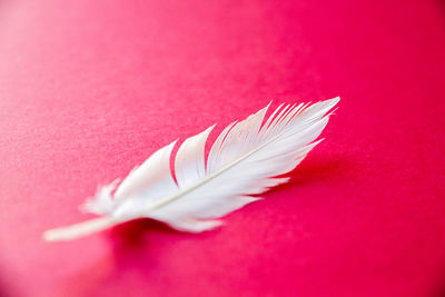 High angle view of feather on table