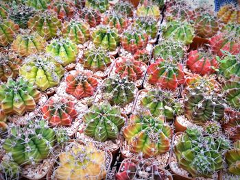 Full frame shot of succulent plants