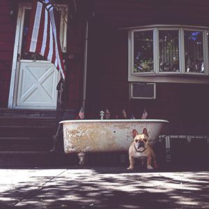 Dog in front of a house with flags