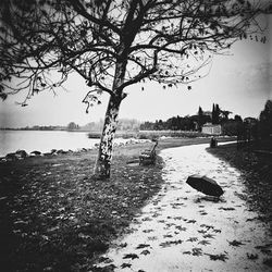 Scenic view of river with trees in background