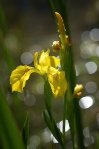 Close-up of yellow flowers blooming outdoors