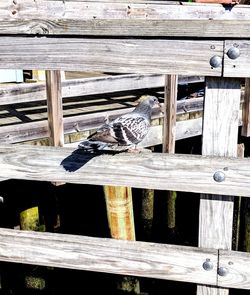 Close-up of bird perching on wood