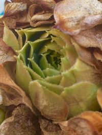 Full frame shot of fresh leaves