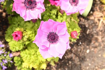 High angle view of pink flowering plant on field