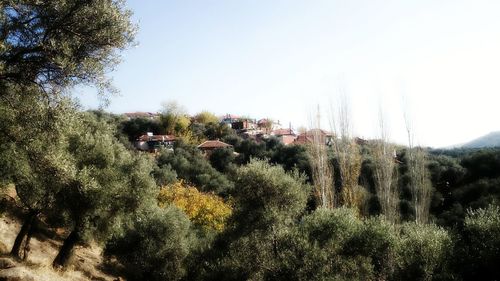 Panoramic shot of trees on field against clear sky