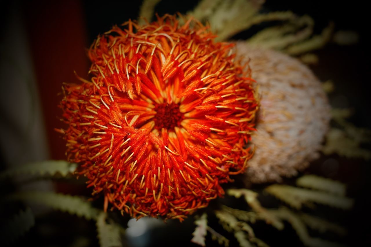 close-up, flower, orange color, freshness, fragility, focus on foreground, flower head, beauty in nature, growth, nature, petal, plant, selective focus, no people, red, outdoors, blooming, single flower, day, tranquility