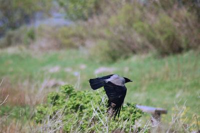 Close-up of bird flying over field