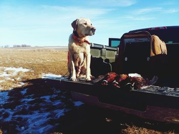 View of a dog looking away