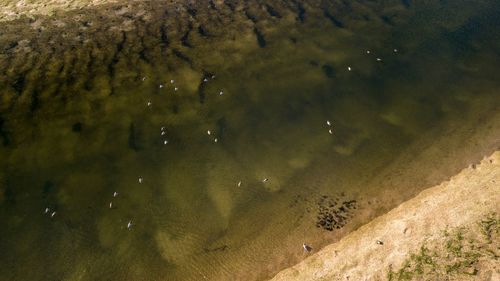 High angle view of fishes swimming in sea