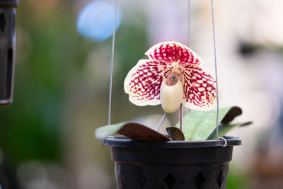 Close-up of potted plant