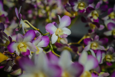 Close-up of purple flowering plant