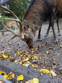 Deer in a field