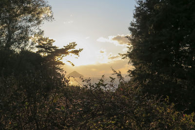 Trees against sky during sunset