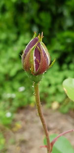 Close-up of rose bud