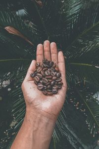 Close-up of hand holding leaves