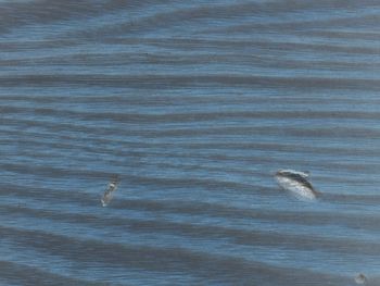 View of birds swimming in sea