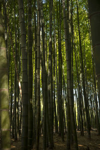 Low angle view of bamboo trees in forest