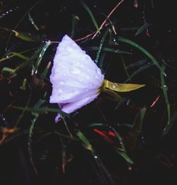 Close-up of wet flower at night