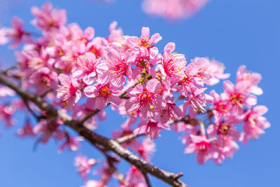 Close-up of pink cherry blossoms against sky