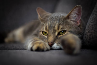 Close-up of cat lying down on sofa