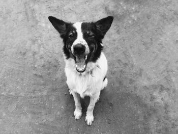 High angle portrait of dog standing outdoors