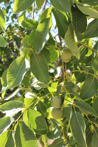 Low angle view of tree