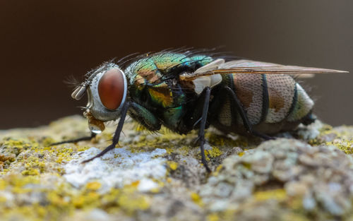 Close-up of fly on rock