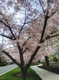 Cherry blossom tree against sky