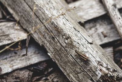 High angle view of insect on wood