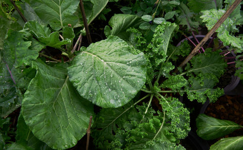 Close-up of raindrops on leaves
