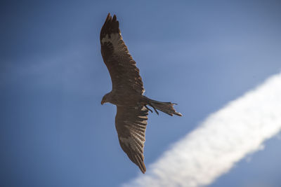 Low angle view of bird flying against clear sky