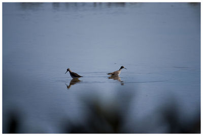 View of birds in water