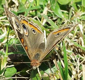 Close-up of butterfly perching on leaf